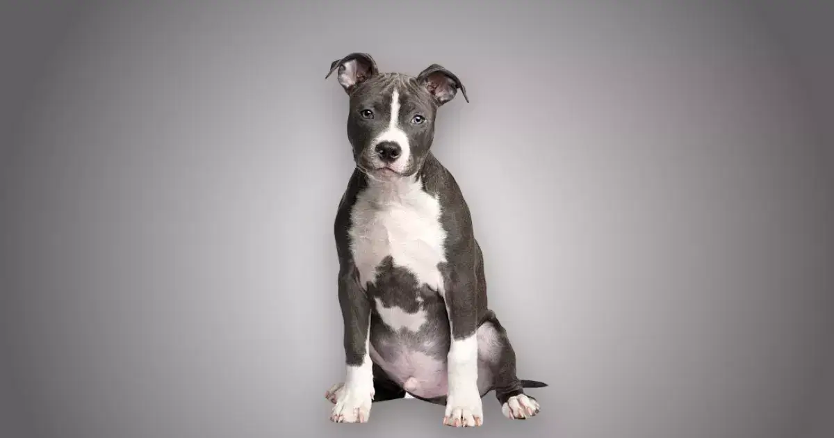Melhor ração para filhote de American Staffordshire Terrier em 2025
