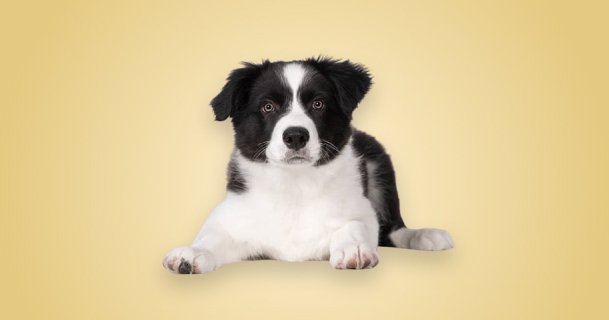 Onde comprar um filhote de Border Collie?