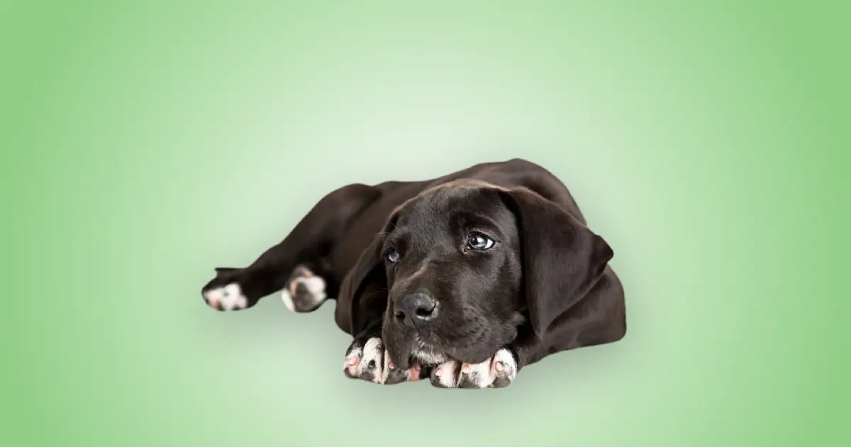 Melhor ração para filhote de Dog alemão em 2025